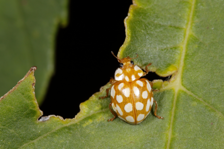 Sospita vigintiguttata à Porta (66) &copy; Bastien Louboutin