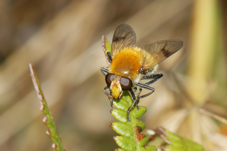 Sericomyia superbiens - Les Martys (11) &copy; Bastien Louboutin
