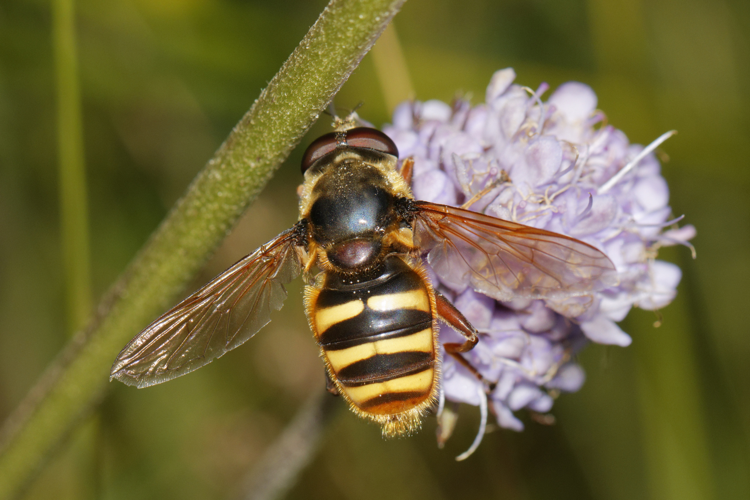 Sericomyia silentis - Les Martys (11) &copy; Bastien Louboutin