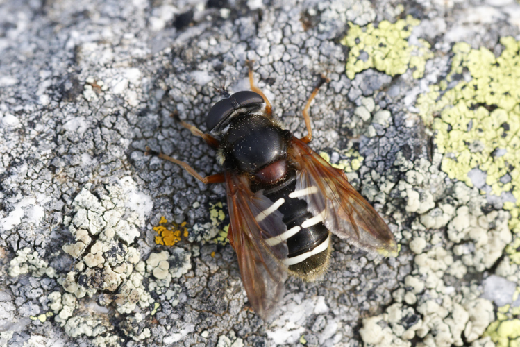 Sericomyia lappona - Le Bousquet (11) &copy; Bastien Louboutin