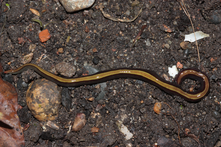 Spécimen vivant, adulte, débusqué sous une planche dans un jardin (Toulouse, janvier 2025) &copy; Pierre-Olivier Cochard