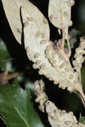 galles du diptère Dryomyia, vues sur le dessous d'une feuille de chêne vert (Toulouse, janvier 2025) &copy; Pierre-Olivier Cochard