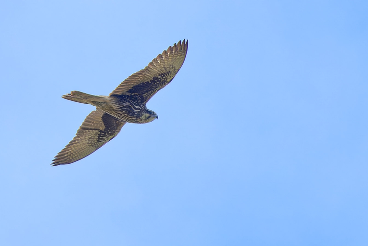 Faucon sacre immature, 23 janv. 2025, Sainte-Foy-d'Aigrefeuille (31) &copy; Bernard Laviron