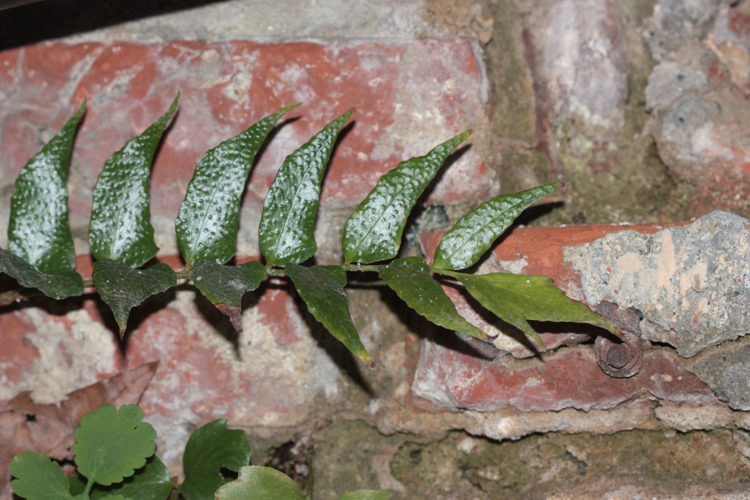 Fronde fertile vue du dessus (Ramonville-Saint-Agne, 31), janvier 2025 &copy; Pierre-Olivier Cochard