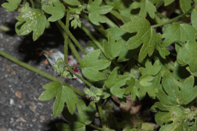 pied en floraison et avec fruits déjà formés (Toulouse, 2018) &copy; Pierre-Olivier Cochard