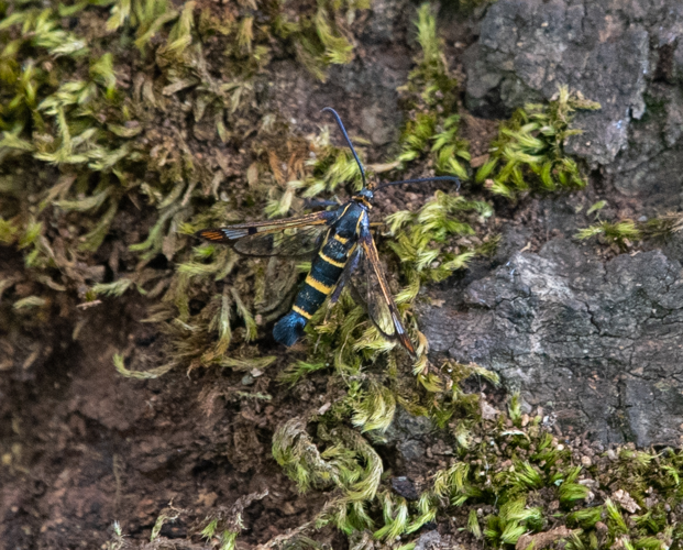 Synanthedon conopiformis Esp., 05/2023, Assier (46) &copy; Simon Combet