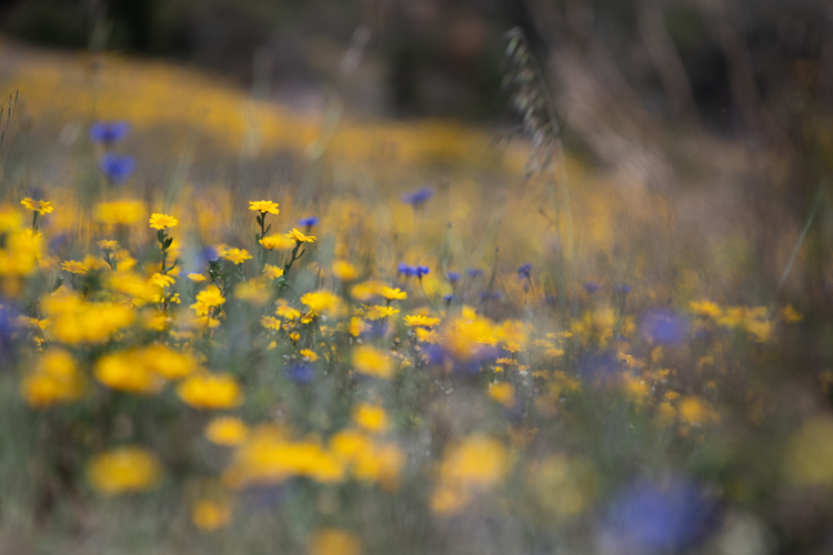 Glebionis segetum (L.) Fourr., 1869, &copy; Simon Combet