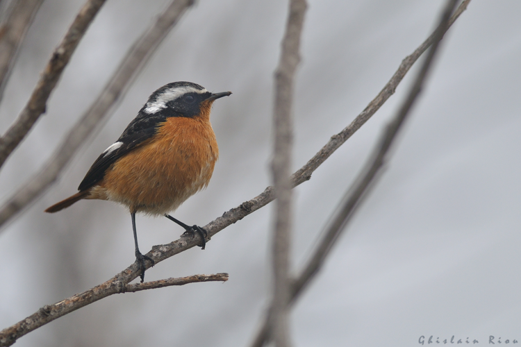 Rougequeue de Moussier mâle 2A, 12 fév. 2025, Frontignan (34) &copy; Ghislain Riou