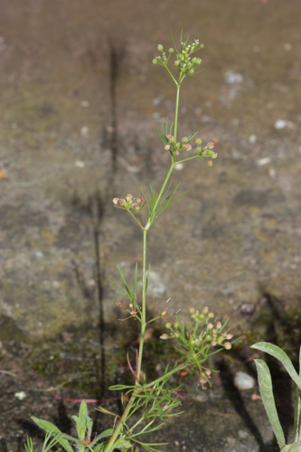 aspect général de la plante (Toulouse, Rue Magendie, juin 2020) &copy; Pierre-Olivier Cochard