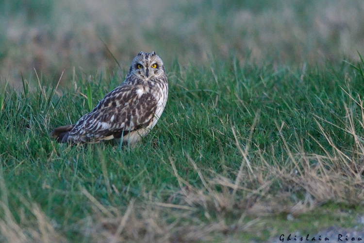 Hibou des marais, 26 fév. 2025, 31 &copy; Ghislain Riou