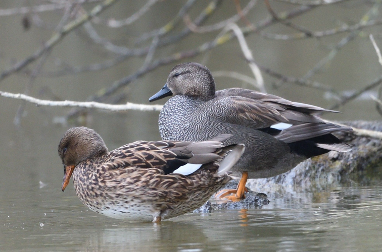 Canard chipeau couple, fév. 2025, Portet-sur-Garonne (31) &copy; Jean-Marc L'Hermite
