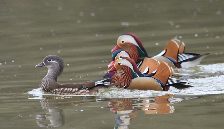 Canard mandarin, fév. 2025, Portet-sur-Garonne (31) &copy; Jean-Marc L'Hermite