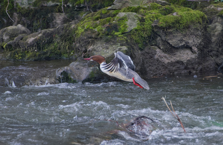 Harle bièvre femelle, mars 2025,  Saint-Lizier (09) &copy; Thorel Guilhem & Rougeyrolles Delphine