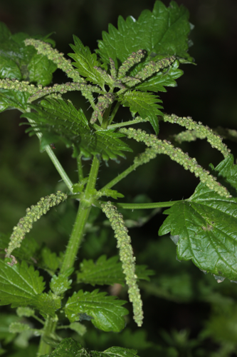 Toulouse (31), mars 2025 &copy; Pierre-Olivier Cochard