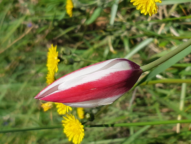 Tulipa clusiana, 1 avril 2025, Rieux-Volvestre (31) &copy; Ghislain Riou