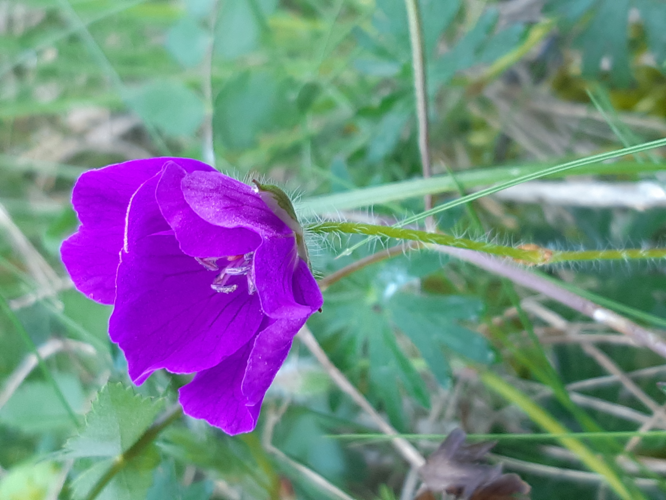 Geranium sanguineum, 1 avril 2025, Rieux-Volvestre (31) &copy; Ghislain Riou