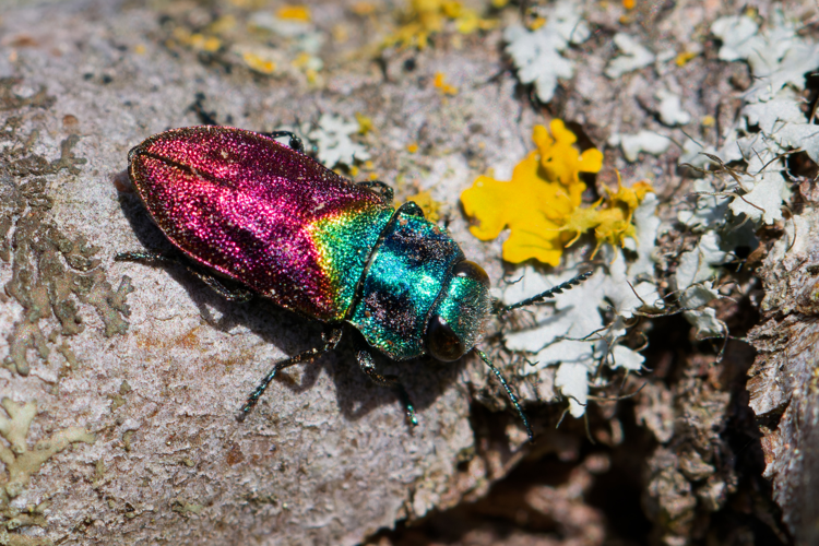 Antaxia suzannae - Viols-en-Laval (34) &copy; Bastien LOUBOUTIN