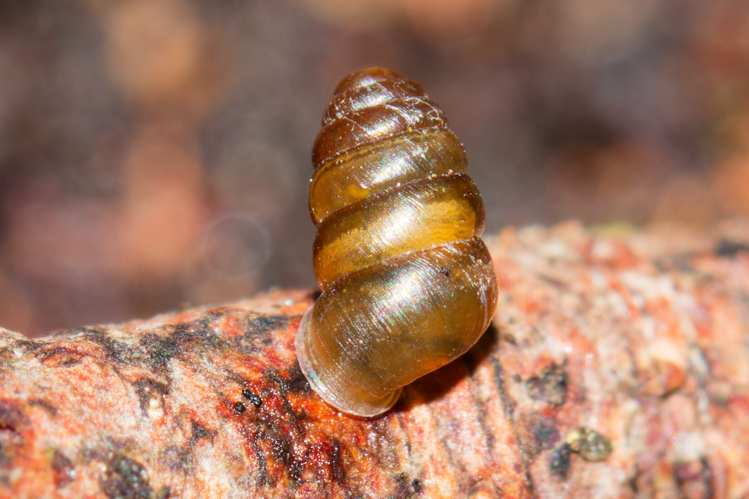 Lauria cylindracea - Saint-Clément-de-Rivière (34) &copy; Bastien LOUBOUTIN