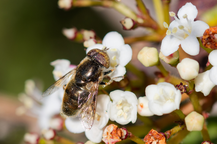 Eristalinus aeneus - Montferrier-sur-Lez (34) &copy; Bastien LOUBOUTIN