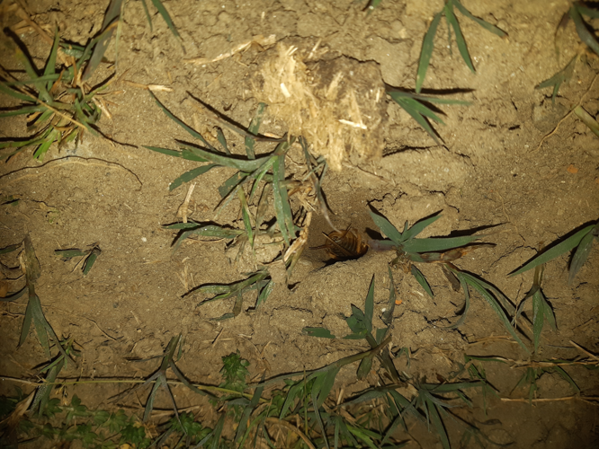 Mâle de Gryllotalpa vineae à l'entrée de son trou, 5 avril 2025, Le Vernet (31) &copy; Ghislain Riou