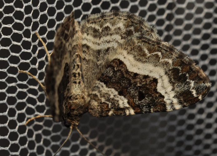 Epirrhoe alternata, 5 avril 2025, Venerque (31) &copy; Ghislain Riou