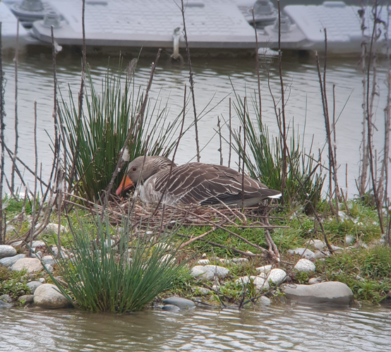 Oie cendrée couvant, 7 avril 2025, Cintegabelle (31) &copy; Ghislain Riou