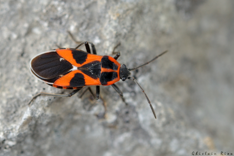 Tropidothorax leucopterus, 17 avril 2025, Cérizols (31) &copy; Ghislain Riou