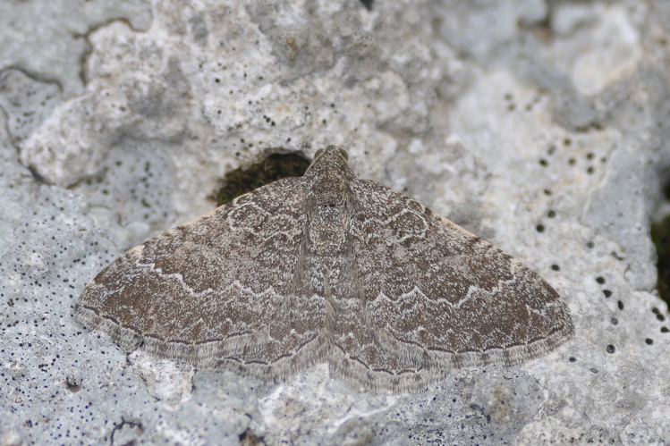 Cataclysme riguata, 17 avril 2025, Cérizols (31) &copy; Ghislain Riou