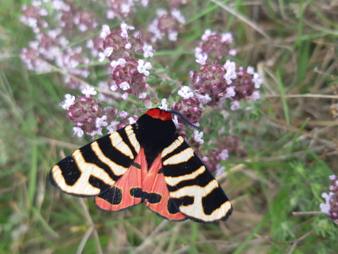 Arctia festiva, mai 2025, Dio-et-Valquières (34) &copy; Ghislain Riou