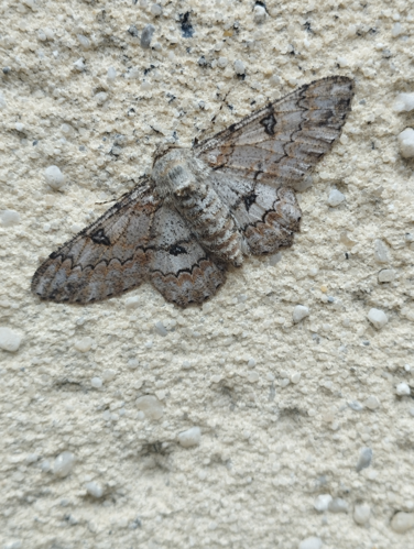 Imago photographié sur un mur dans Toulouse (Mai 2025) &copy; Pierre-Olivier Cochard