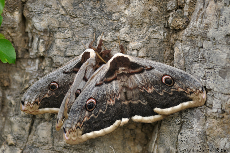 Saturnia pyri, mai 2025, Les Plans (34) &copy; Ghislain Riou