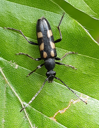 Anoplodera sexguttata, mai 2025, Tilhouse (65) &copy; Ghislain Riou