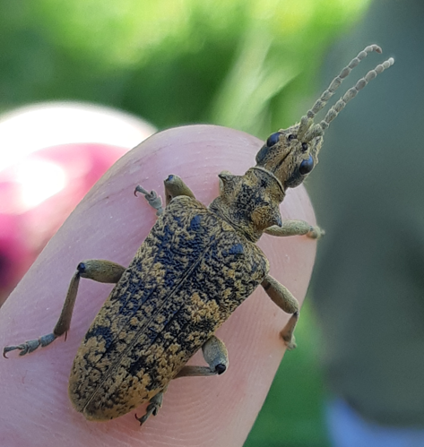 Rhagium sycophanta, mai 2025, Suc-et-Sentenac (09) &copy; Ghislain Riou