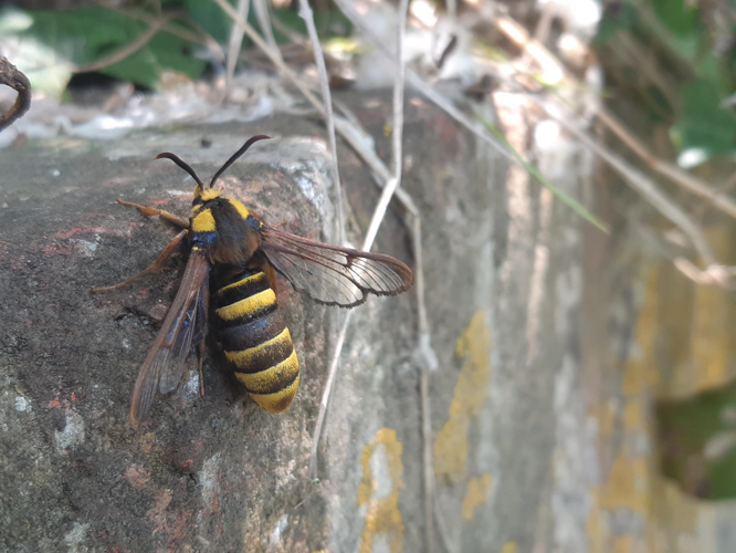 Sesia apiformis, mai 2025, Venerque (31) &copy; Ghislain Riou