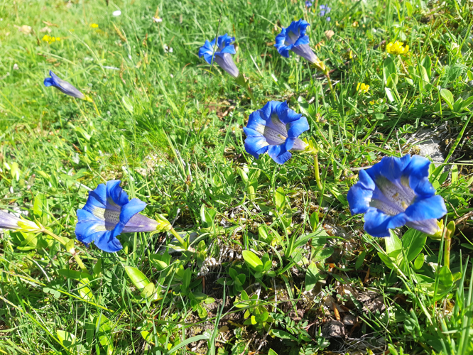 Gentiana acaulis, mai 2025, Suc-et-Sentenac (09) &copy; Ghislain Riou