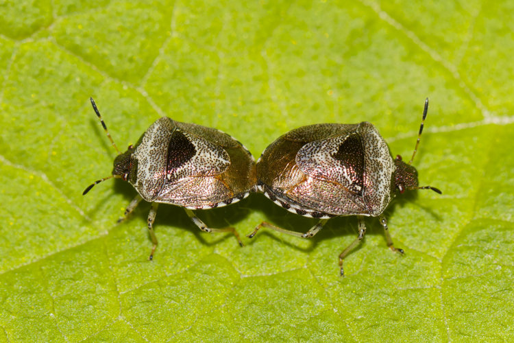 Stagonomus venustissimus à Colombiès (12) &copy; Bastien Louboutin