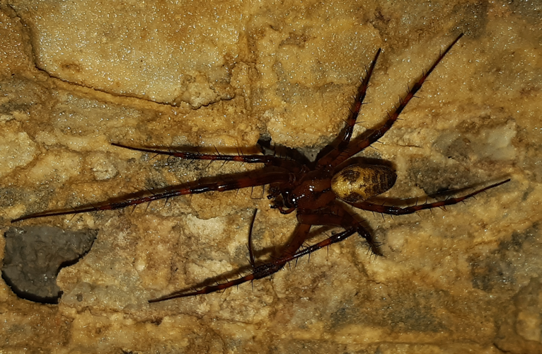 Meta menardi, mai 2025, Hèches (65) &copy; Ghislain Riou