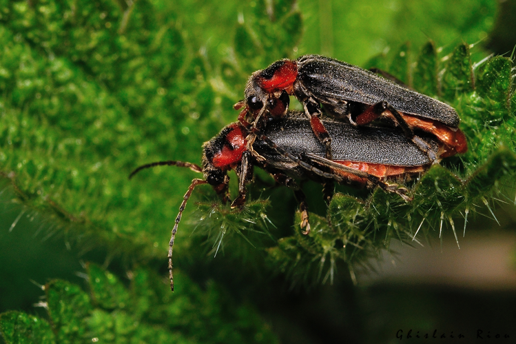 Cantharis rustica, 6 juin 2025, Bordères-Louron (65) &copy; Ghislain Riou