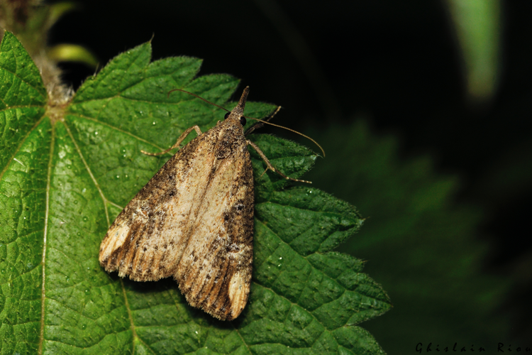 Hypena obesalis, 6 juin 2025, Bordères-Louron (65) &copy; Ghislain Riou