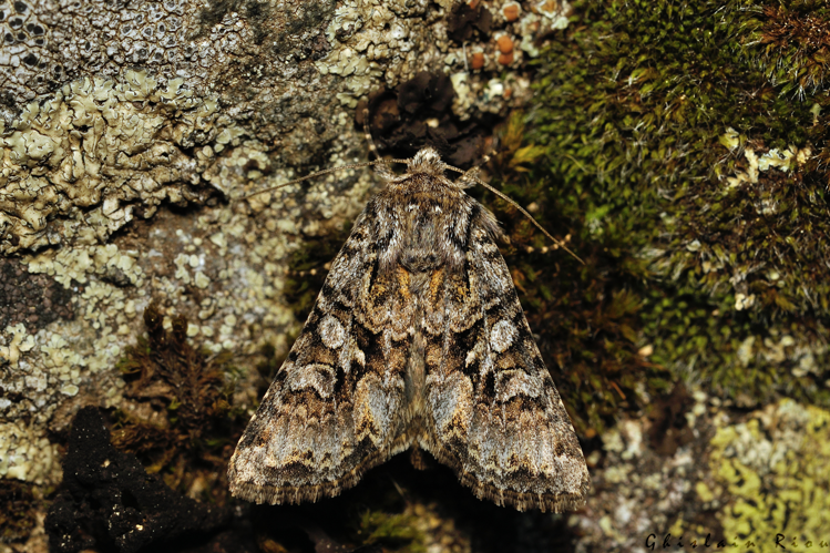 Hada plebeja, 6 juin 2025, Bordères-Louron (65) &copy; Ghislain Riou