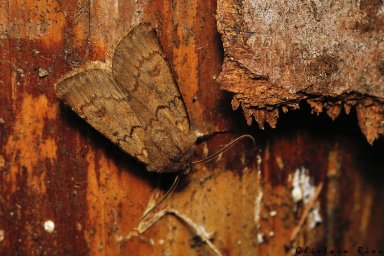 Agrotis cinerea, 6 juin 2025, Bordères-Louron (65) &copy; Ghislain Riou
