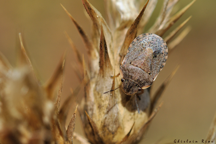 Sciocoris maculatus, 7 juin 2025, Narbonne (11) &copy; Ghislain Riou