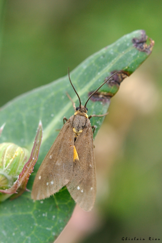 Dysauxes servula, 7 juin 2025, Narbonne (11) &copy; Ghislain Riou