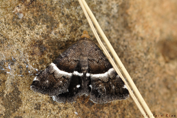 Odice jucunda, 7 juin 2025, Narbonne (11) &copy; Ghislain Riou