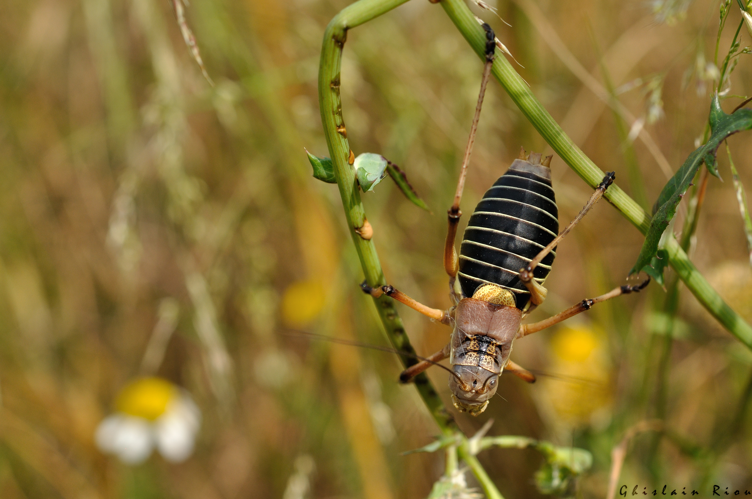 Ephippiger diurnus cunii mâle, 7 juin 2025, Narbonne (11) &copy; Ghislain Riou