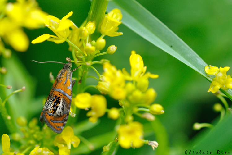 Olethreutes arcuella, 14 juin 2025, Bagnères-de-Luchon (31) &copy; Ghislain Riou