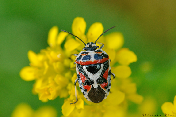 Eurydema ornata, 14 juin 2025, Bagnères-de-Luchon (31) &copy; Ghislain Riou