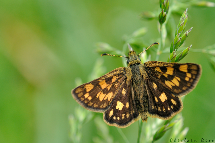 Carterocephalus palaemon, 14 juin 2025, Bagnères-de-Luchon (31) &copy; Ghislain Riou