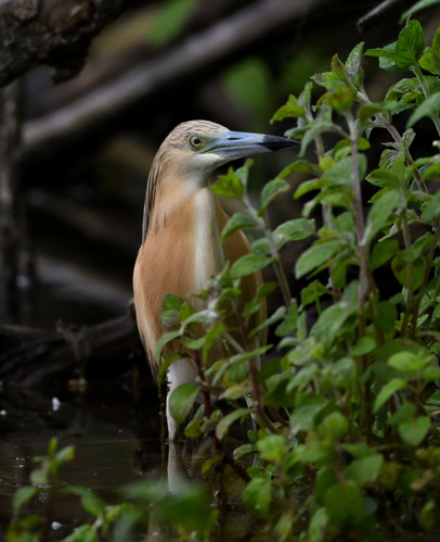 Crabier chevelu en PN, 15 juin 2025, Roques (31) &copy; Jean-Marc L'Hermite