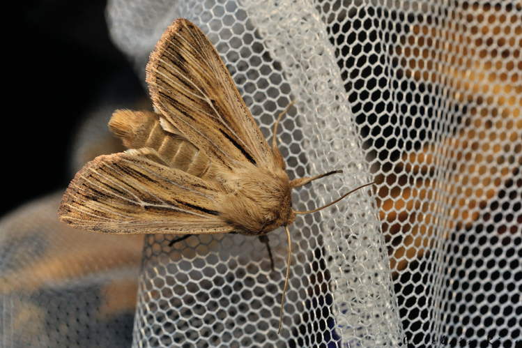 Leucania comma, 17 juin 2025, Bordères-Louron (65) &copy; Ghislain Riou